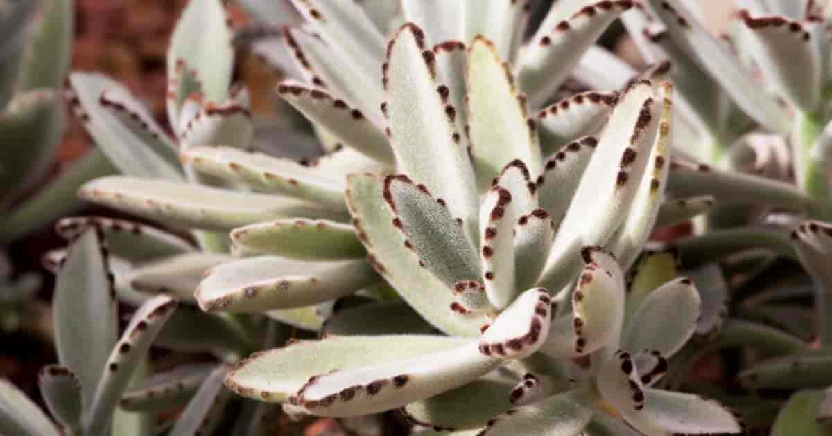 Panda Kalanchoe tomentosa plant a well known variety growing best in a well drained soil