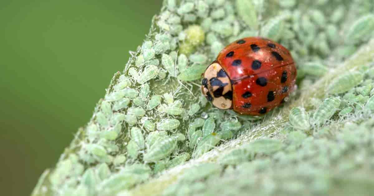 How to get rid of aphids organically? Use ladybugs like this eating aphid after aphid