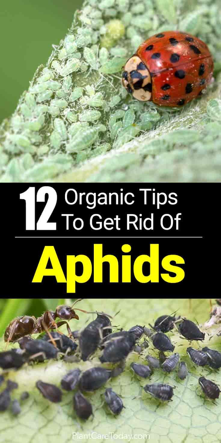 Aphids or plant lice, are pesky critters who love to feast on hibiscus, tomatoes, peppers and other plants the garden landscape - Discover Natural Controls