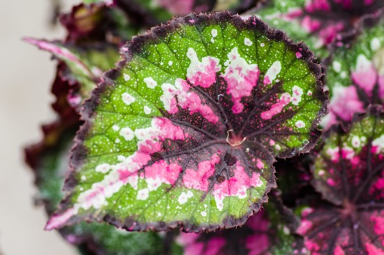 Begonia omsorg og varianter - Hagearbeider