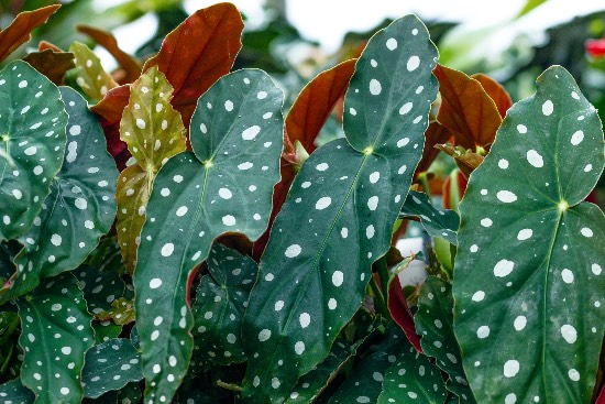 Omsorg for begonia fascinerer