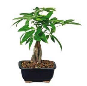 pengetreplante som vokser som en bonsai