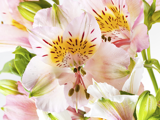 alstroemeria-sommer-pærer-verdecora