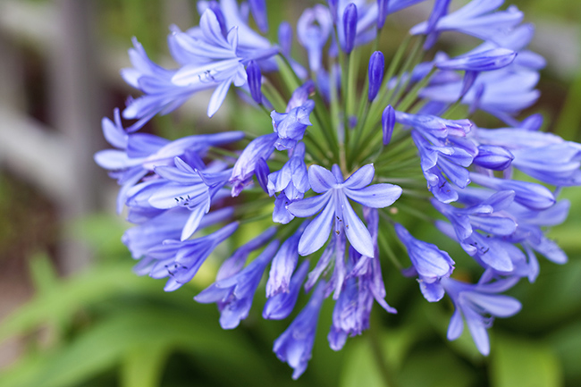 agapanthus-pærer-sommer-verdecora