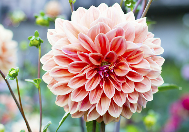 dahlia-sommer-pærer-verdecora