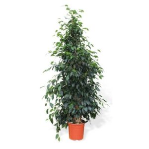 Ficus Danielle