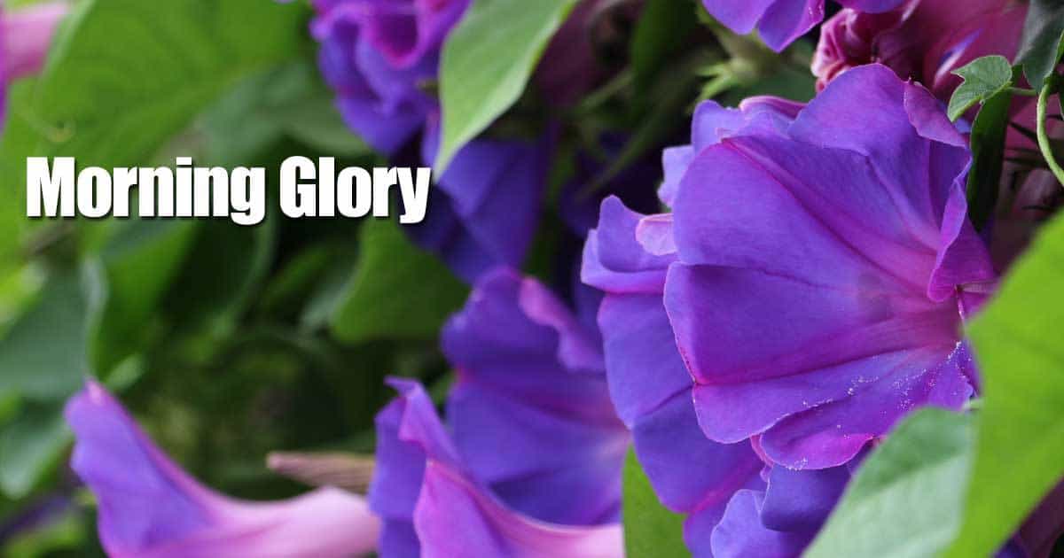 Fargerike blomster av Morning Glory-vintreet