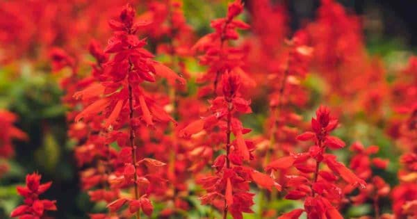 Røde blomster av Scarlet Sage (Salvia Splendens)