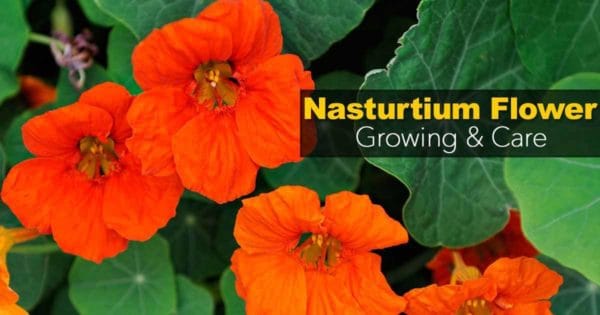 Orange Nasturtium blomster
