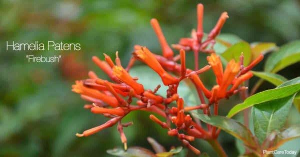 Red-Orange Blooming Hamelia Patens (firebush)