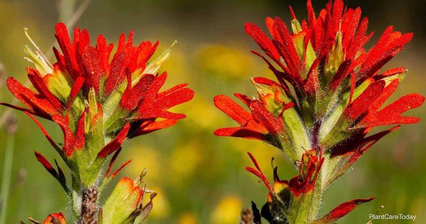 Røde blomster av Castilleja Coccinea
