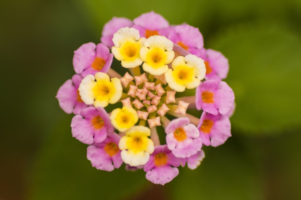 Lantana er en favoritt blant sommerblomster på grunn av den muntre fargen
