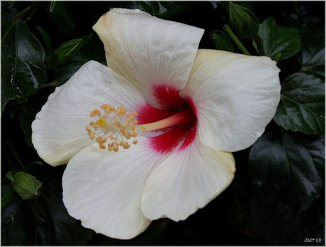 Den syriske rosen, en av variantene av Hibiscus, er en av buskene du kan nyte om sommeren.  Bilde: 