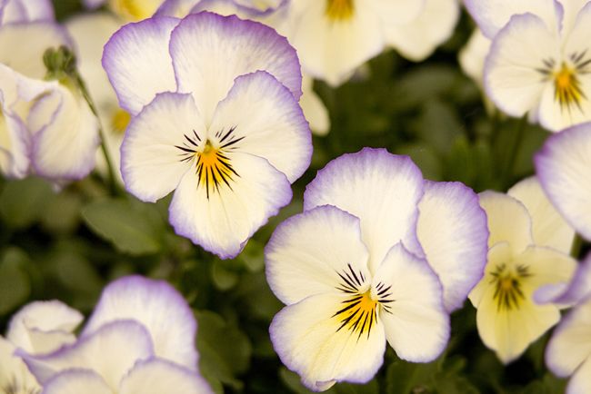 Fargene og størrelsen på blomstene er hovedtrekkene som skiller dem