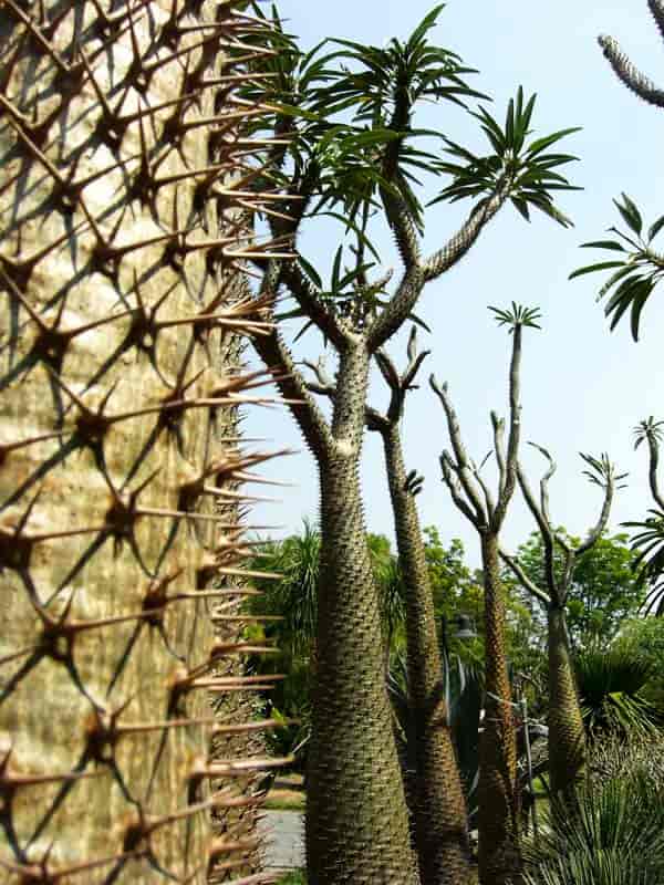 nærbilde av piggene på Madagaskar-palmen med veldig høye modne palmer i bakgrunnen.