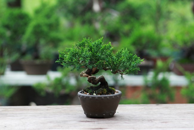 Vanning av bonsai om sommeren