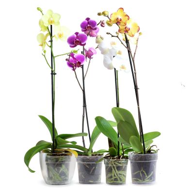 Phalaenopsis Orchid Pot