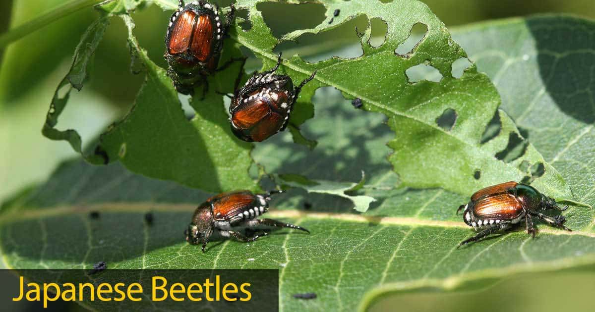 Japanese beetle feeding on leaves