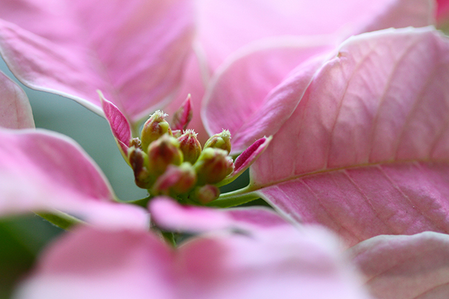 Fargen på skivbladene varierer fra pastellrosa til den mest intense fuxia.  Bilde: Miss Shari