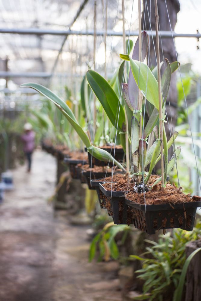 Noen orkideer dyrkes også for å etterligne deres naturlige forhold