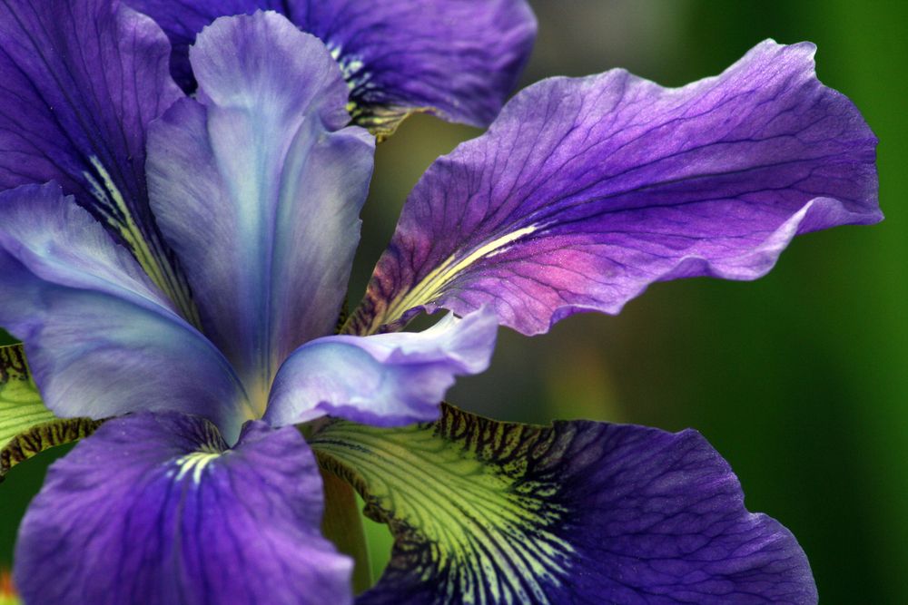 Plantepærer i januar: Iris