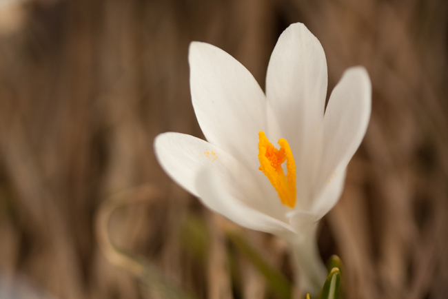 Plantepærer i januar: Crocus