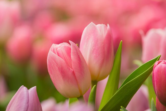 Plantepærer i januar: tulipan