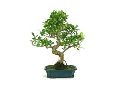 Hvordan beskjære en 6 år gammel bonsai