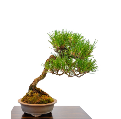 Hvordan beskjære en 9 år gammel bonsai
