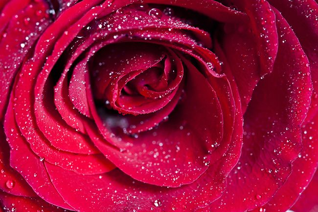 Roser, karakteristisk valentinsblomst