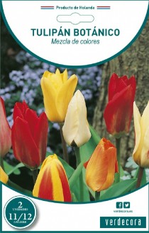 Botaniske tulipanpærer