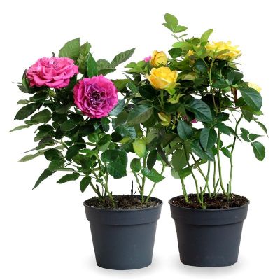 Høstplanter: mini rosebusk