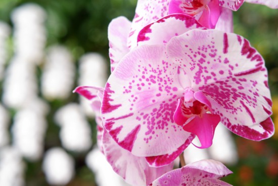 Grunner til å styrke orkideer