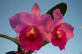 cattleya-orkidé-rosa