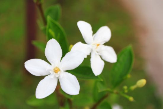 Jasmin, en av de kalde resistente flerårige plantene