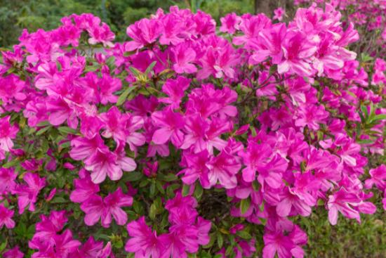 Rhododendron i blomst