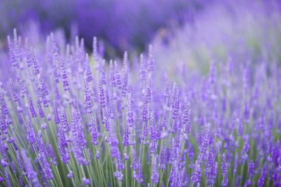 Lavendel i blomst