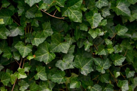 Ivy, en av de kalde resistente flerårige plantene