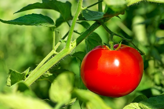 Oppgaver å vite hvordan man skal dyrke tomater