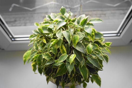 Ficus Benjamina, en av anti-stress plantene