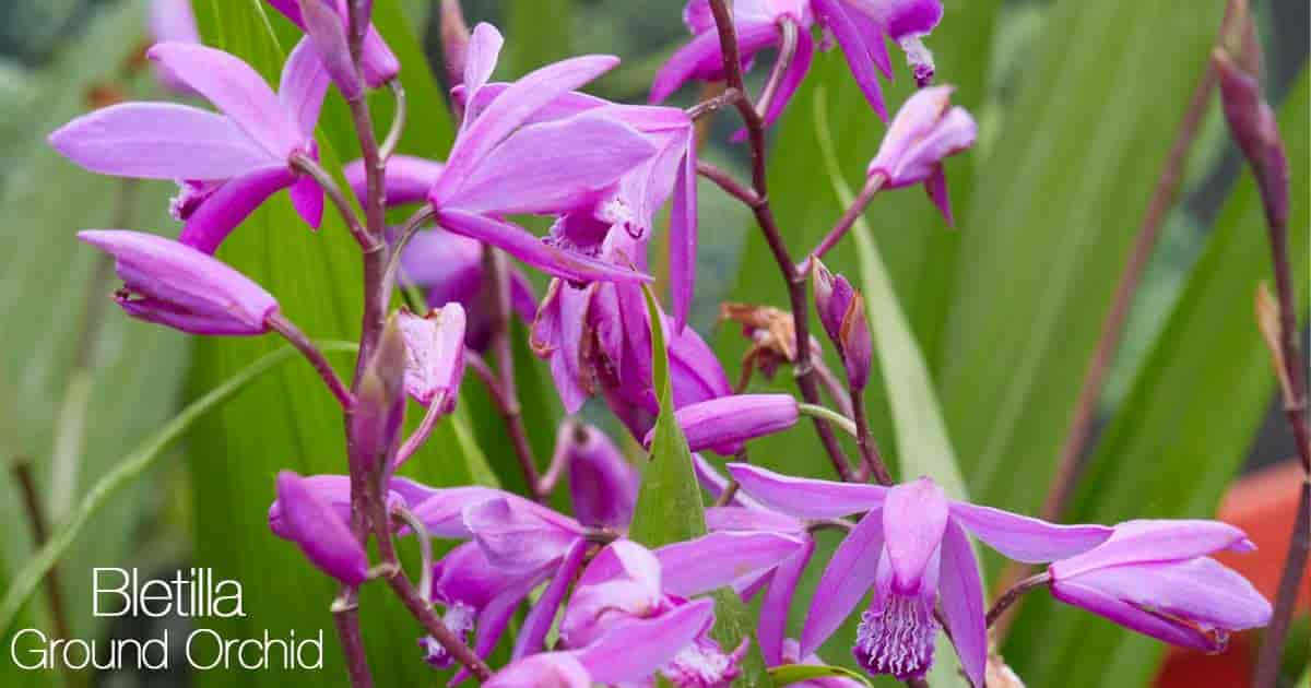 Blooming Bletilla Striata (Ground Orchid)