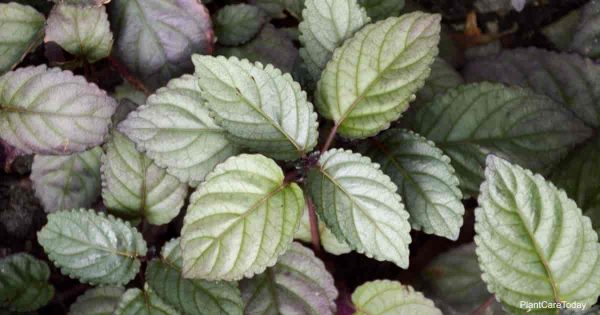 leaves of the Purple waffle plant (hemigraphis alternata)