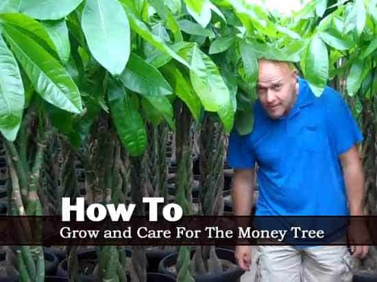 collection of braided Money Trees