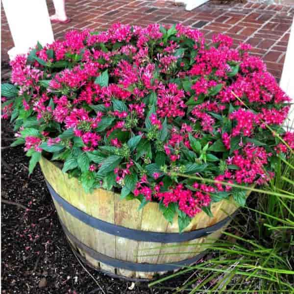 Wooden barrel planted with Pentas plants
