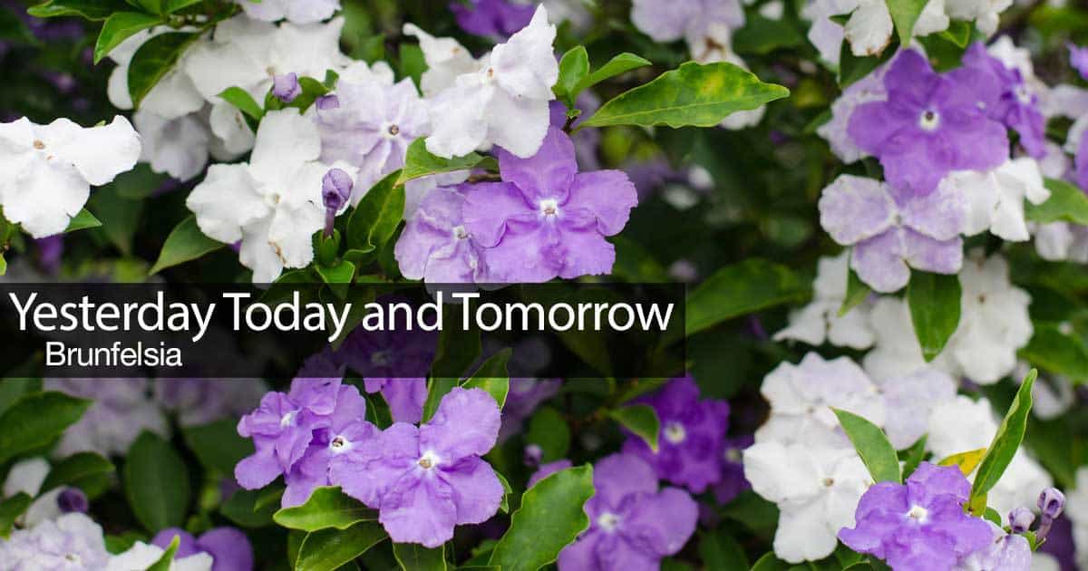 Blomster av gårsdagen i dag og i morgen