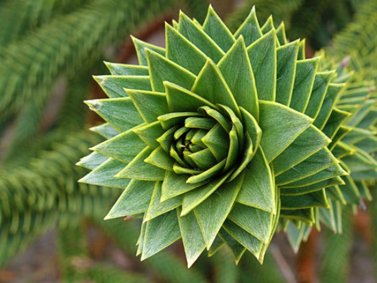 Araucaria Araucana, en av de vakreste forhistoriske plantene