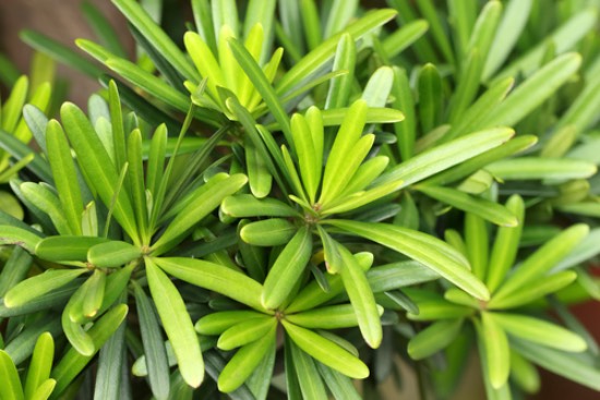 Podocarpus nivalis