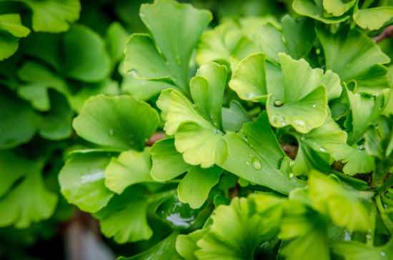 Ginkgo biloba blader