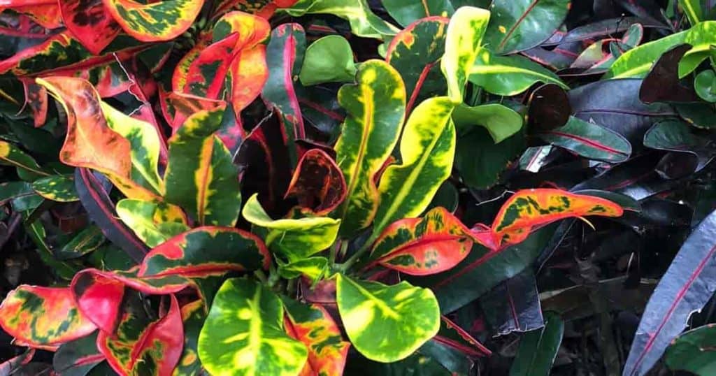 Fargerike blader av Croton Mammey