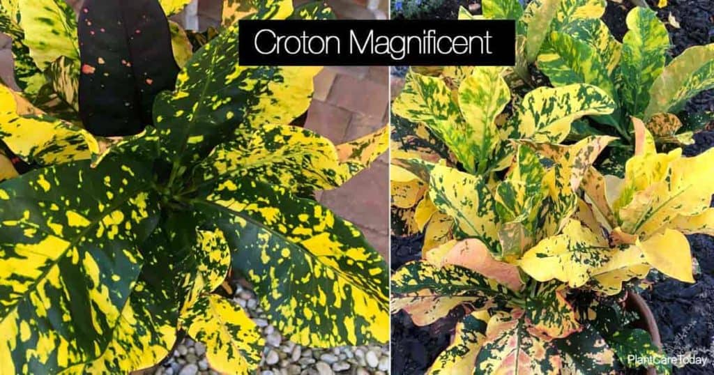 Fargerikt løvverk av Croton Magnificent